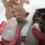 Gattino viene allattato con un biberon! [VIDEO]
