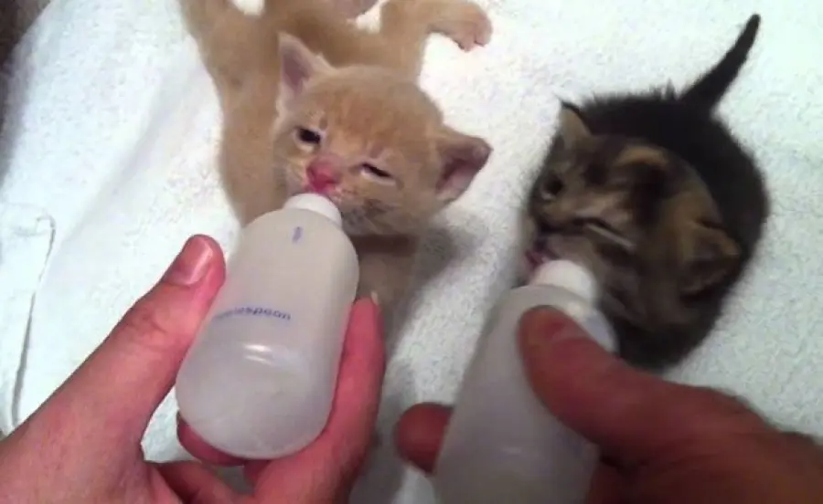 Gattino viene allattato con un biberon! [VIDEO]