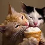 Gli alimenti che non dovete assolutamente dare al gatto