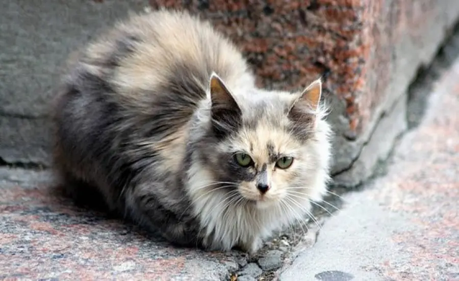 Perché il gatto perde il pelo? Ecco tutti i motivi!