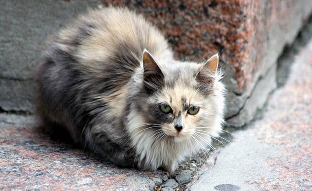 Perché il gatto perde il pelo? Ecco tutti i motivi!