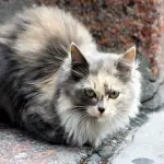 Perché il gatto perde il pelo? Ecco tutti i motivi!