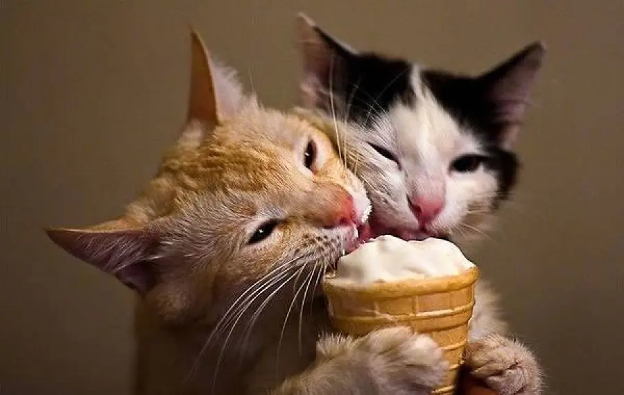 Gli alimenti che non dovete assolutamente dare al gatto