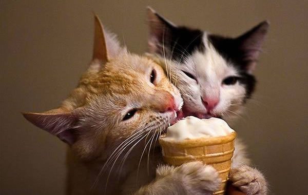 Gli alimenti che non dovete assolutamente dare al gatto