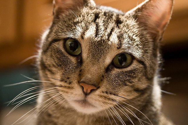 Il gatto continua a miagolare? Ecco tutti i motivi e le soluzioni!