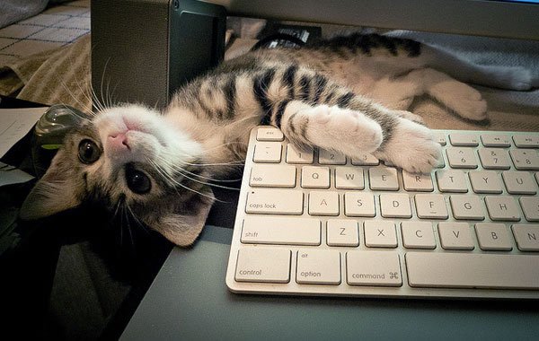 Ecco perchè i vostri gatti amano la tastiera del pc! [VIDEO]