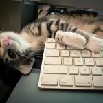 Ecco perchè i vostri gatti amano la tastiera del pc! [VIDEO]