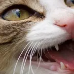 I gatti sono i salvatori del Pianeta