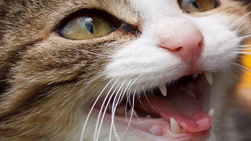 I gatti sono i salvatori del Pianeta