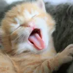 6 gattini imparano a camminare [VIDEO]