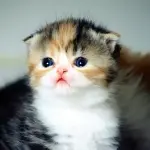 Mamma gatta accudisce cuccioli munchkin [VIDEO]