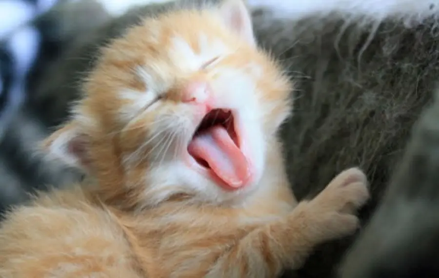 6 gattini imparano a camminare [VIDEO]