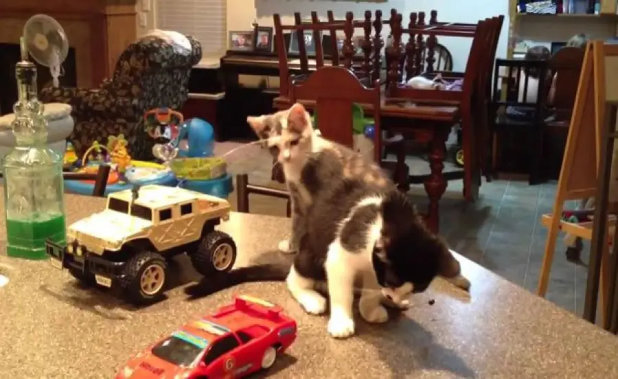 Bellissimi gattini giocano per 50 minuti! [VIDEO]