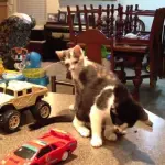 Bellissimi gattini giocano per 50 minuti! [VIDEO]