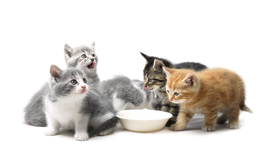 5 alimenti proibiti per il tuo gatto