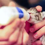 10 buoni motivi per avere un gatto!