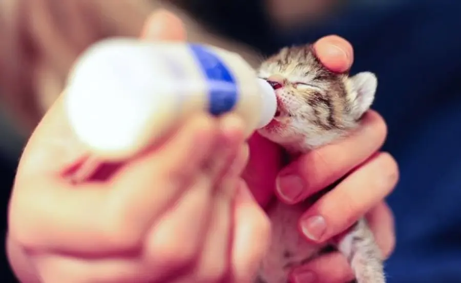 10 buoni motivi per avere un gatto!