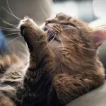 Come pulire un gatto senza bagnarlo, piccola guida, con video extra!