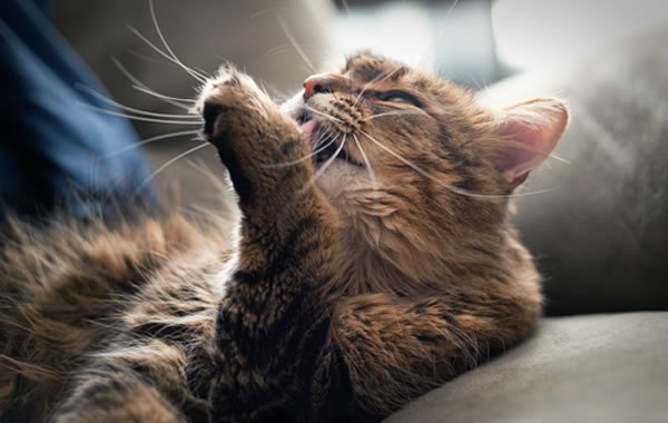 Come pulire un gatto senza bagnarlo, piccola guida, con video extra!