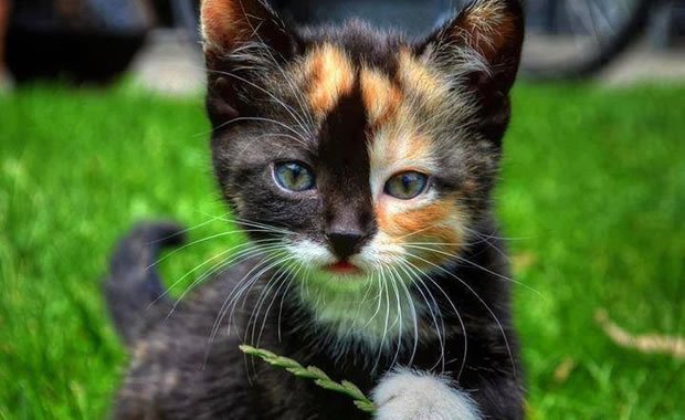 Come scegliere il nome di un gatto, piccoli consigli da non sottovalutare!