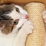 Come costruire un tiragraffi fai da te [VIDEO]