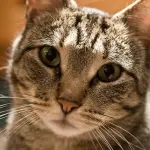 Oggi 17 Febbraio è la festa del gatto, un video dedicato ai nostri a-mici!