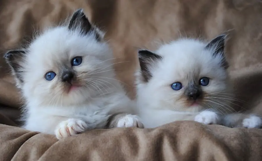 5 razze di gatto che più si adattano alla convivenza con i bambini!