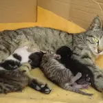 Documentario su parto naturale di mamma gatta! [VIDEO]