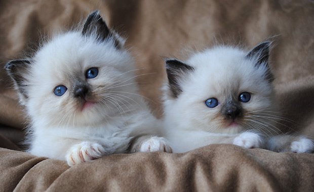 5 razze di gatto che più si adattano alla convivenza con i bambini!