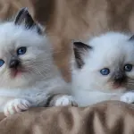 5 razze di gatto che più si adattano alla convivenza con i bambini!