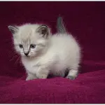 Cucciolo di gatto munchkin parla alla videocamera!