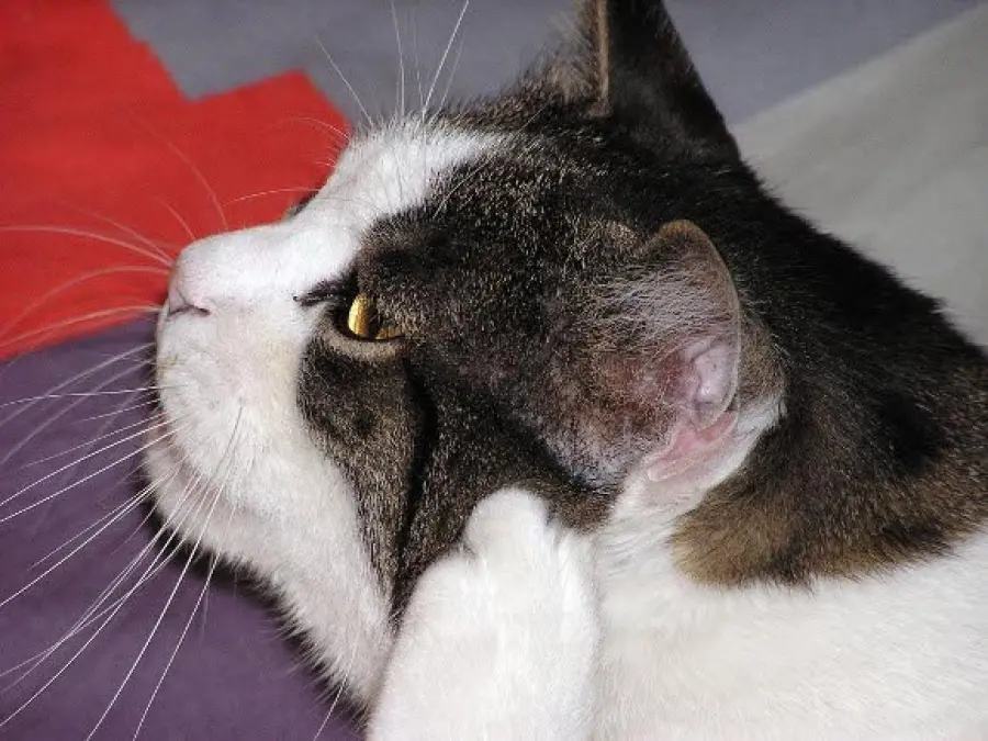 Come pulire le orecchie del gatto