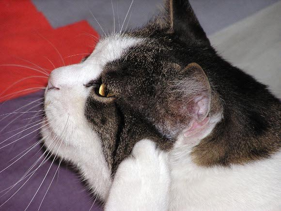 Come pulire le orecchie del gatto