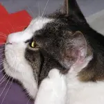 Come pulire le orecchie del gatto