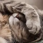 Come curare il raffreddore del gatto, piccoli consigli da seguire!