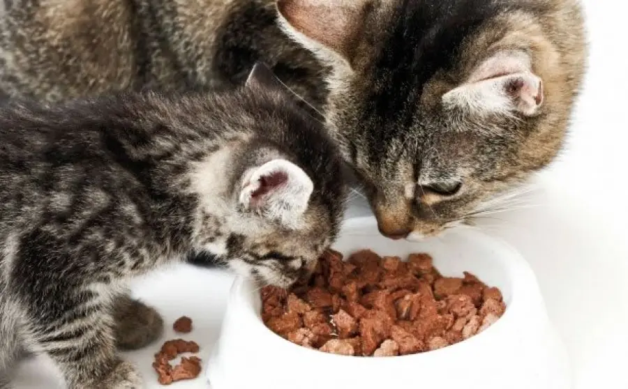 Alimentazione gatti: 10 cibi da eliminare o limitare