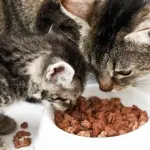 Alimentazione gatti: 10 cibi da eliminare o limitare