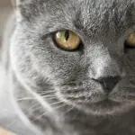 Piccoli cuccioli di gatto certosino [VIDEO]