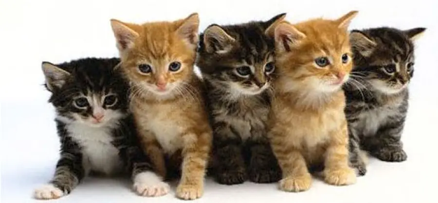 Cane custodisce e coccola gattini! [VIDEO]