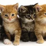 Cane custodisce e coccola gattini! [VIDEO]