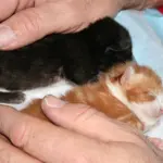 Gattini di un mese bevono da un biberon [VIDEO]