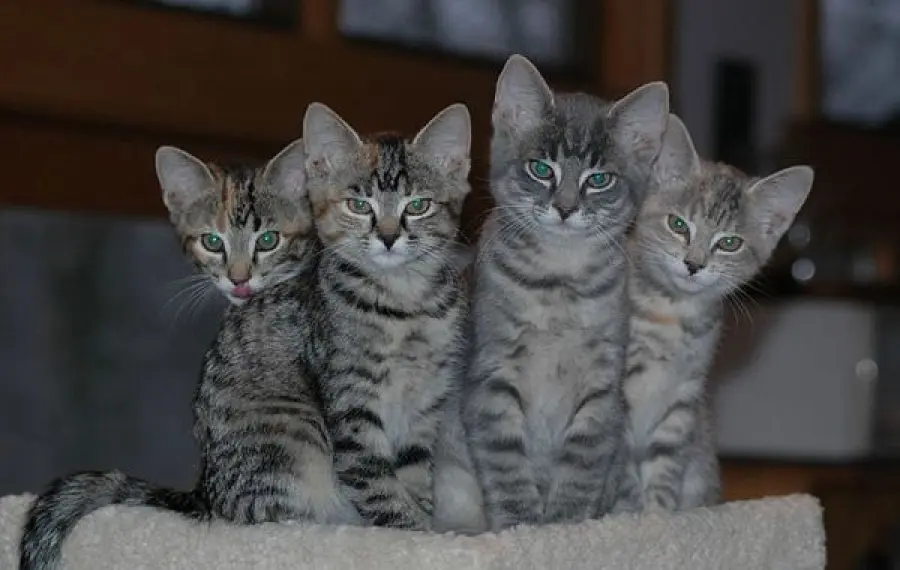 Salvataggio di 4 mici abbandonati nella foresta! [VIDEO]