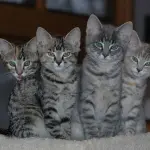 Salvataggio di 4 mici abbandonati nella foresta! [VIDEO]