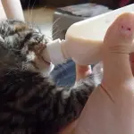 Gattino orfano viene coccolato dal padrone! [VIDEO]