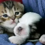 3 gattini giocano con un cagnolino! [VIDEO]