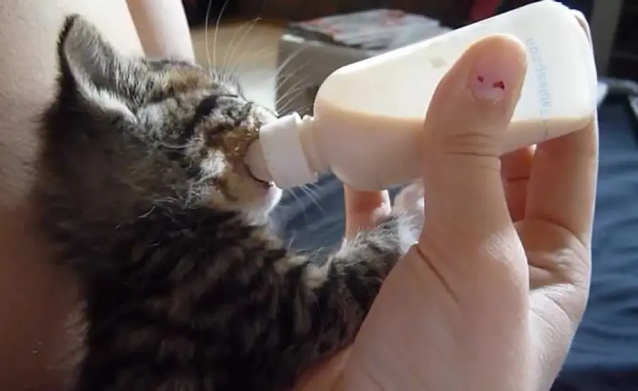 Gattino orfano viene coccolato dal padrone! [VIDEO]