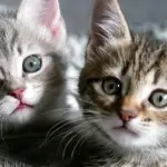 Gattini giocano con un palloncino… che esplode! [VIDEO]