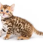 Cuccioli di gatto bengala di sole 12 ore! [VIDEO]