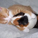 Gattini fanno amicizia con un porcellino d’India! [VIDEO]