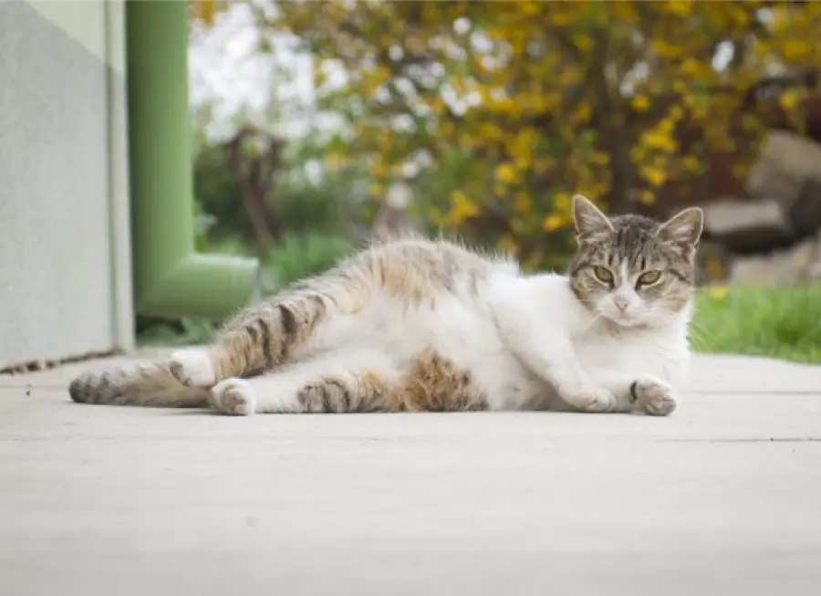 Prendersi cura di una gatta in gravidanza: consigli utili